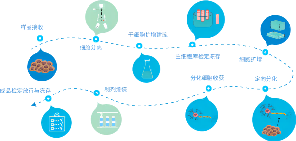 【干貨】細(xì)胞治療怎么走？政策法規(guī)全解析（上）